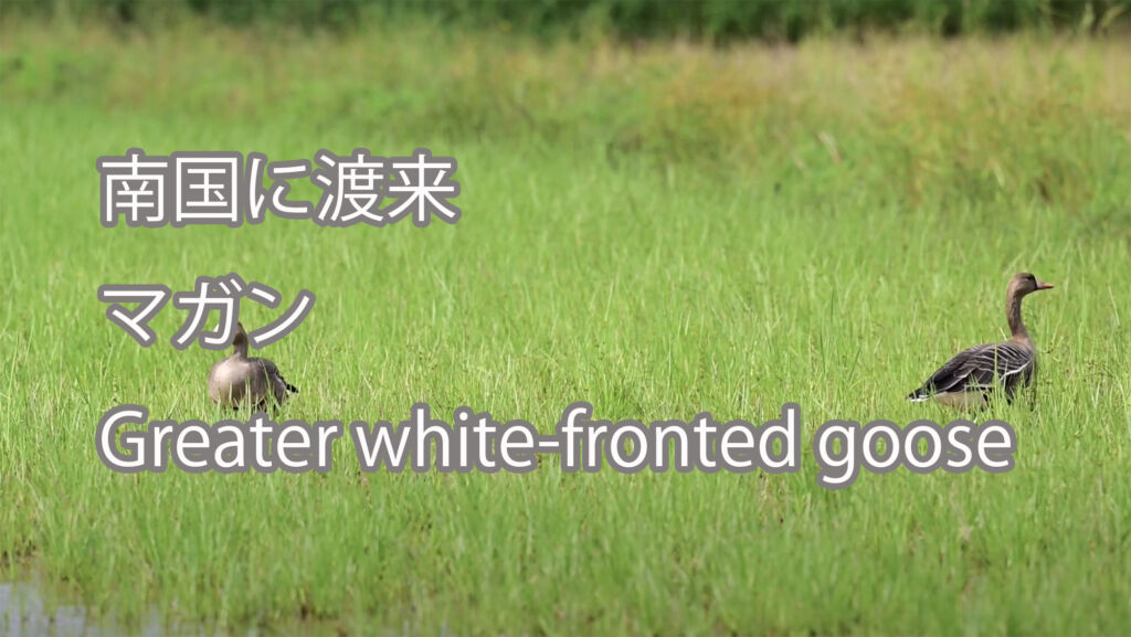 【南国に渡来】マガン Greater white-fronted goose
