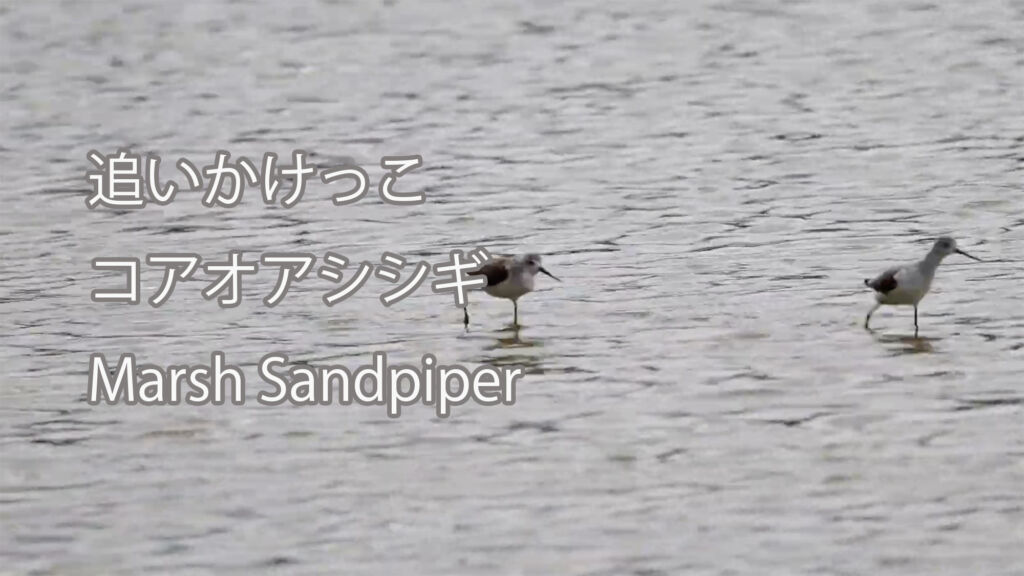【追いかけっこ】コアオアシシギ Marsh Sandpiper