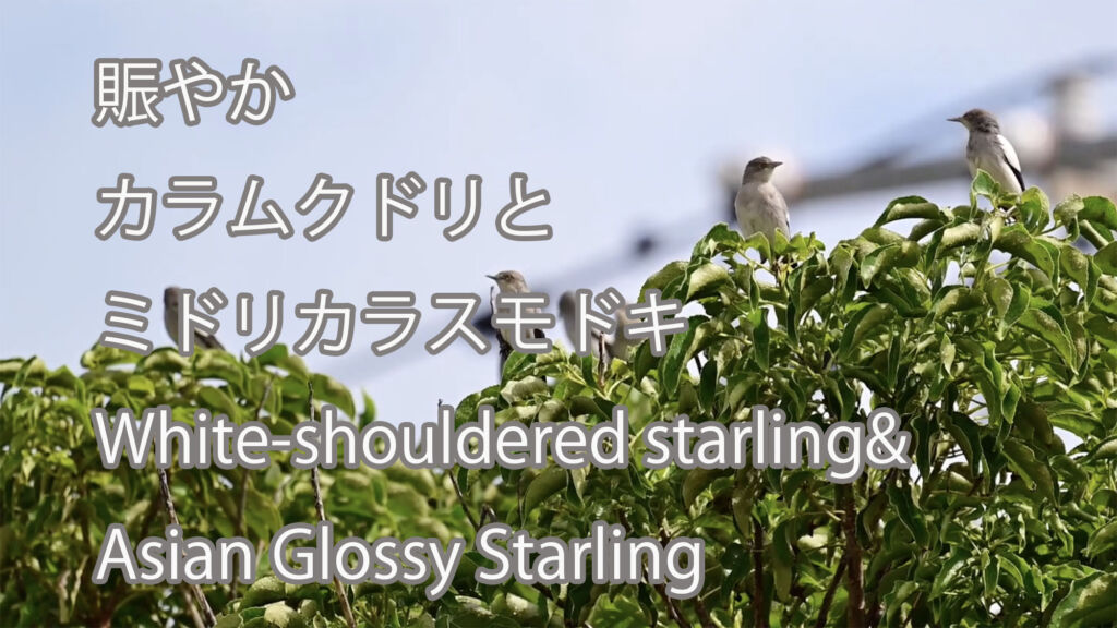 【賑やか】カラムクドリとミドリカラスモドキ　White-shouldered starling& Asian Glossy Starling
