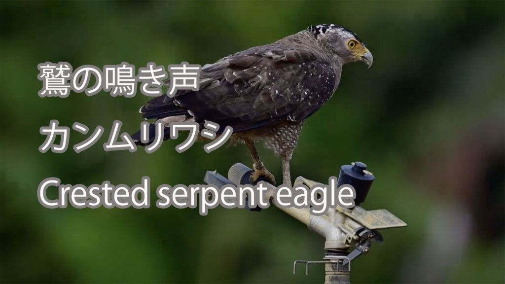 【鷲の鳴き声】カンムリワシ Crested serpent eagle