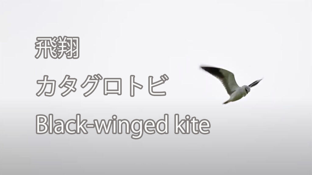 【飛翔】カタグロトビ Black-winged kite