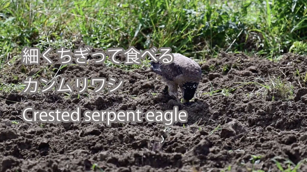 【細くちぎって食べる】カンムリワシ Crested serpent eagle