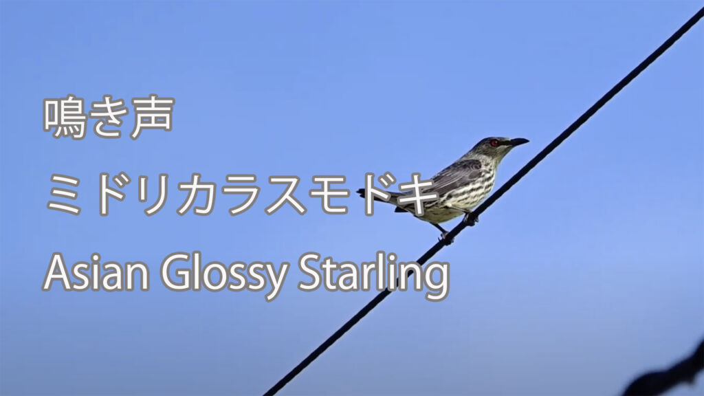 【鳴き声】ミドリカラスモドキ Asian Glossy Starling