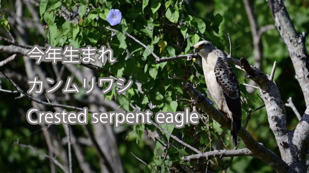 【今年生まれ】 カンムリワシ  Crested serpent eagle
