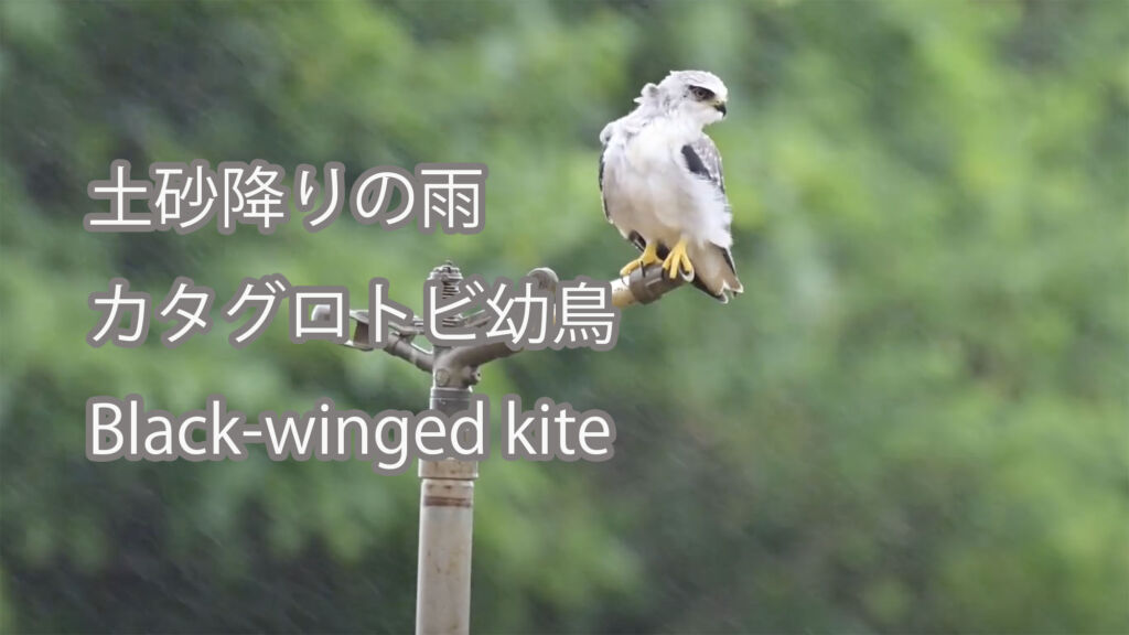【土砂降りの雨】カタグロトビ幼鳥 Black-winged kite