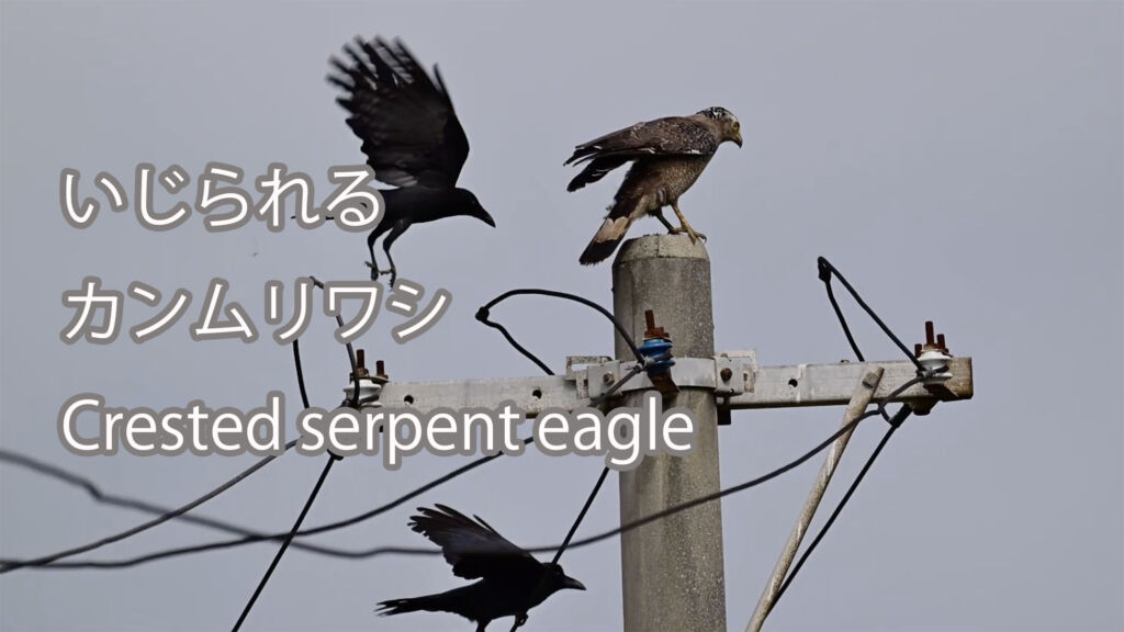 【いじられる】カンムリワシ Crested serpent eagle