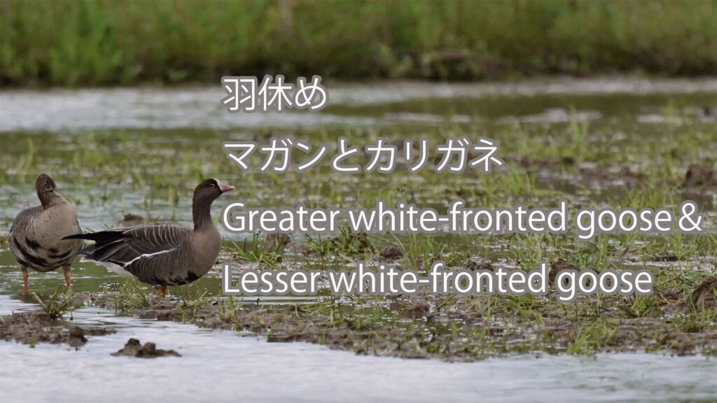 【羽休め】マガンとカリガネ Greater white-fronted goose＆Lesser white-fronted goose