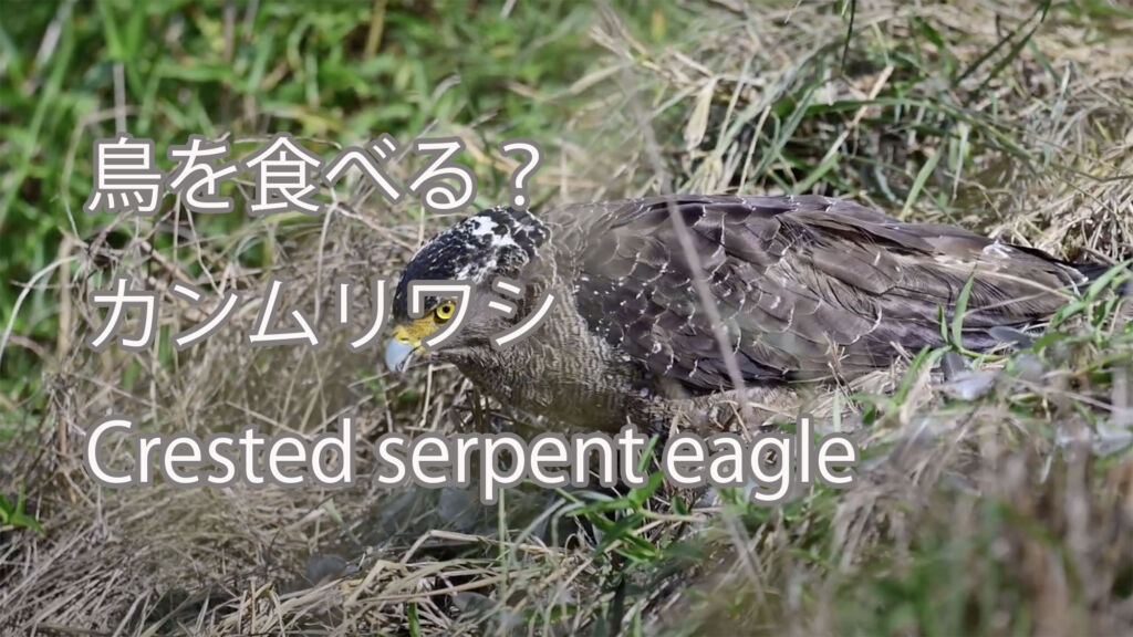 【鳥を食べる？】カンムリワシ Crested serpent eagle