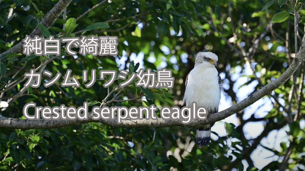 【純白で綺麗】カンムリワシ幼鳥 Crested serpent eagle