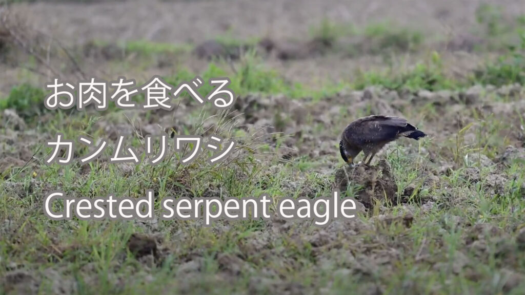 【お肉を食べる】カンムリワシ Crested serpent eagle