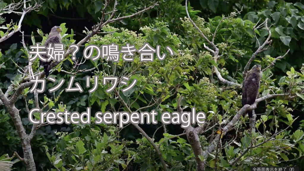 【夫婦？の鳴き合い】カンムリワシ Crested serpent eagle
