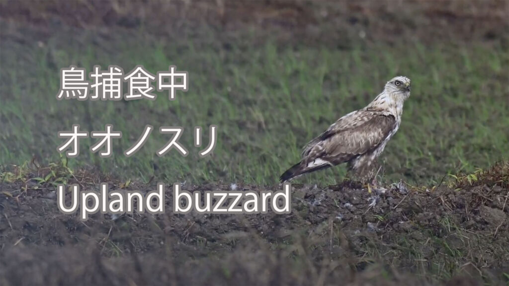 【鳥捕食中】オオノスリ Upland buzzard