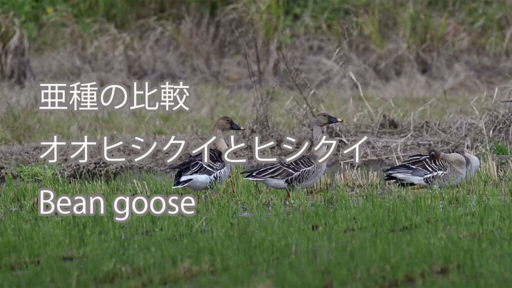 【亜種の比較】オオヒシクイとヒシクイ Bean goose