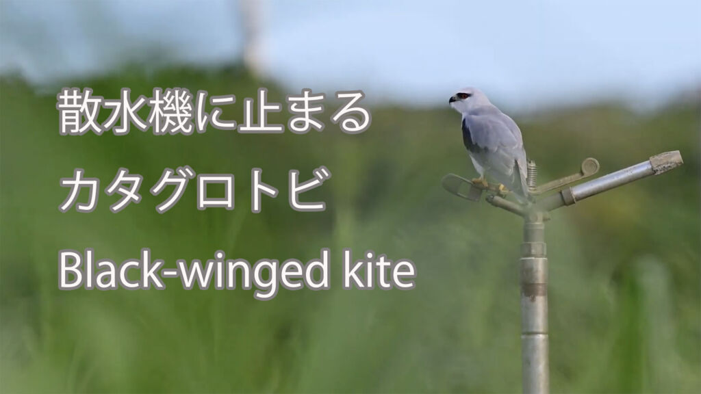 【散水機に止まる】カタグロトビ Black-winged kite
