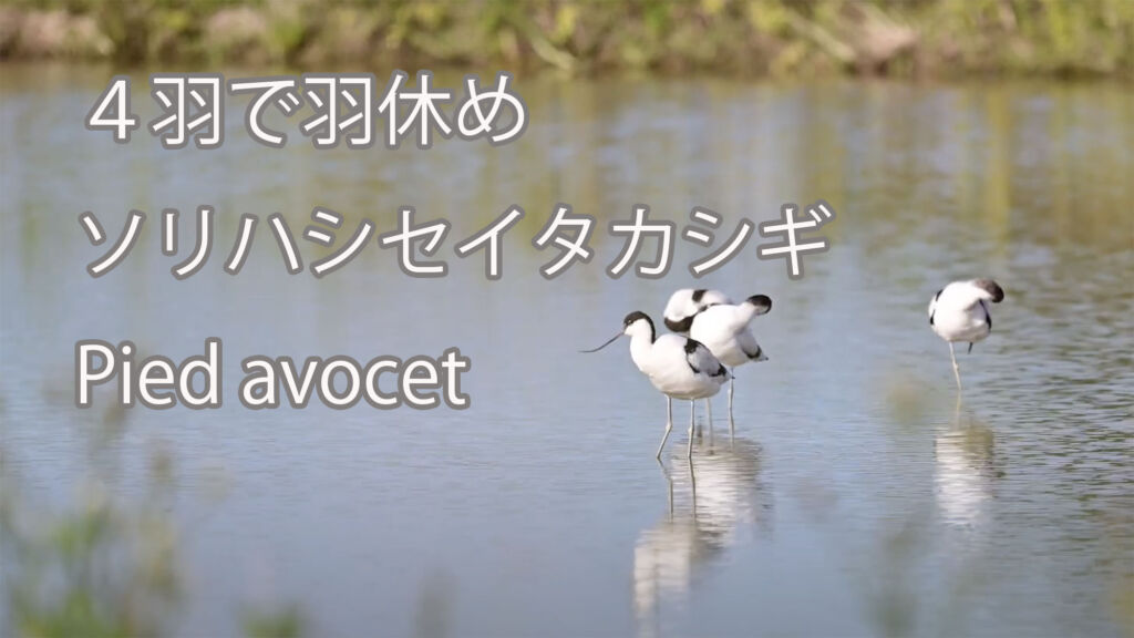 【４羽で羽休め】ソリハシセイタカシギ Pied avocet