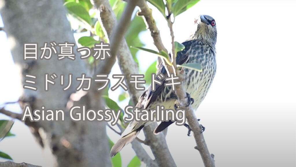 【目が真っ赤】ミドリカラスモドキ Asian Glossy Starling
