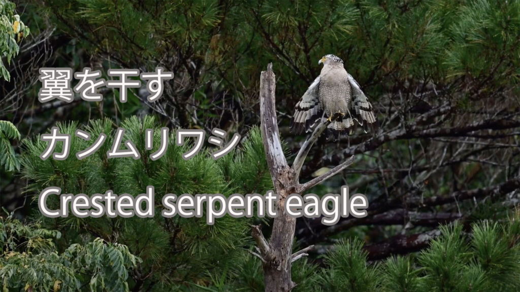 【翼を干す】カンムリワシ Crested serpent eagle