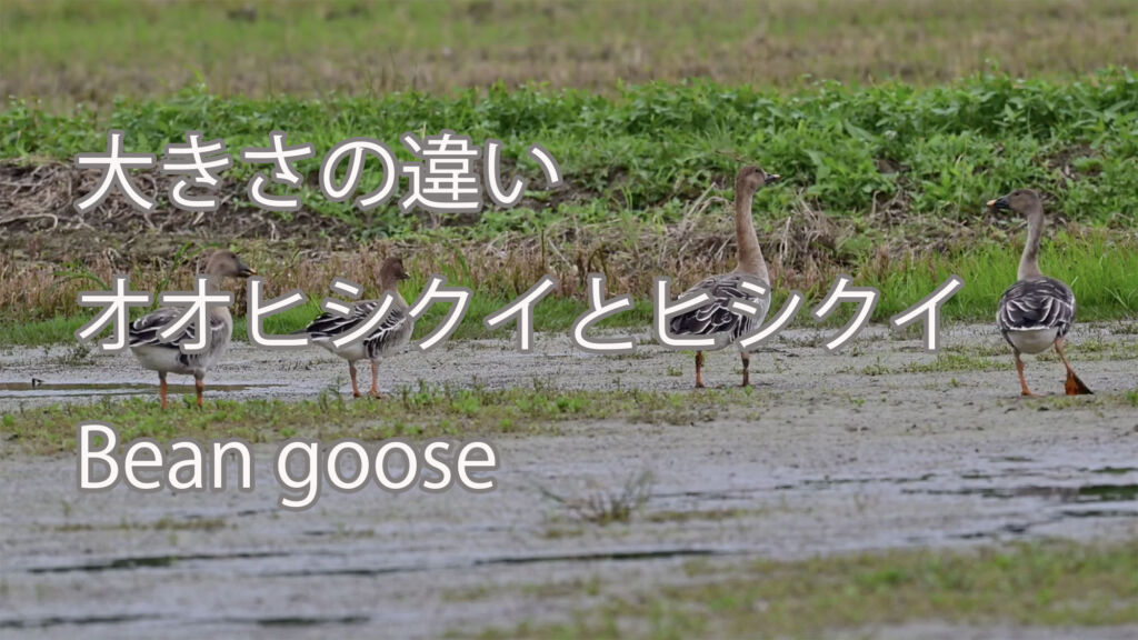 【大きさの違い】オオヒシクイとヒシクイ  Bean goose