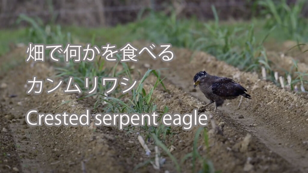 【畑で何かを食べる】カンムリワシ Crested serpent eagle