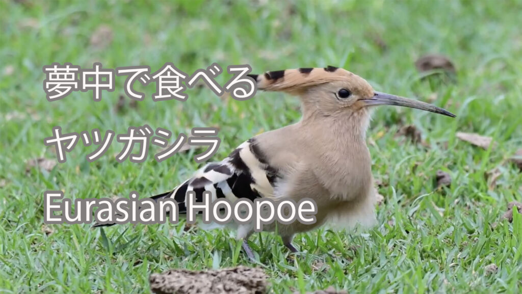 【夢中で食べる】ヤツガシラ Eurasian Hoopoe