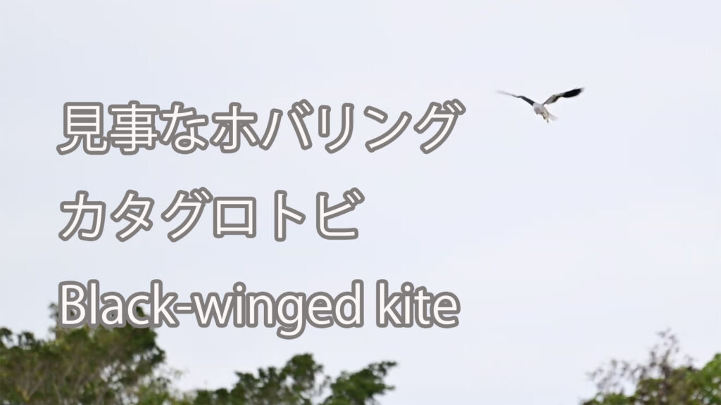 【見事なホバリング】カタグロトビ Black-winged kite