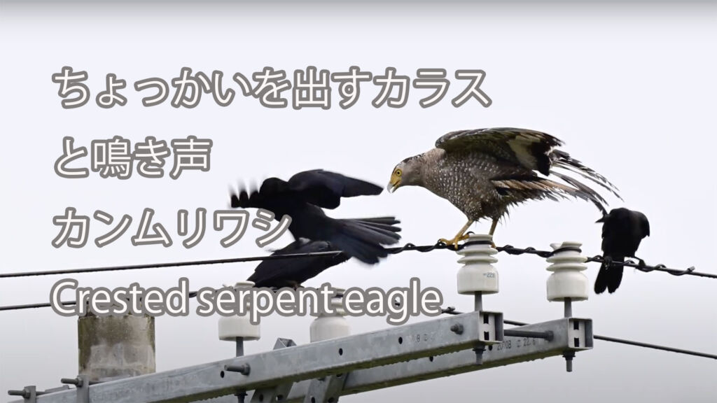 【ちょっかいを出すカラスと鳴き声】カンムリワシ Crested serpent eagle