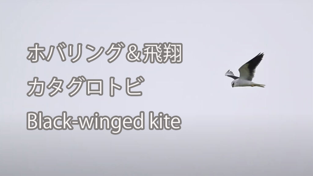 【ホバリング＆飛翔】カタグロトビ Black-winged kite