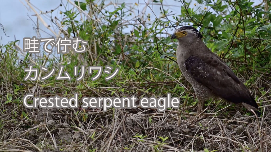 【畦で佇む】カンムリワシ Crested serpent eagle