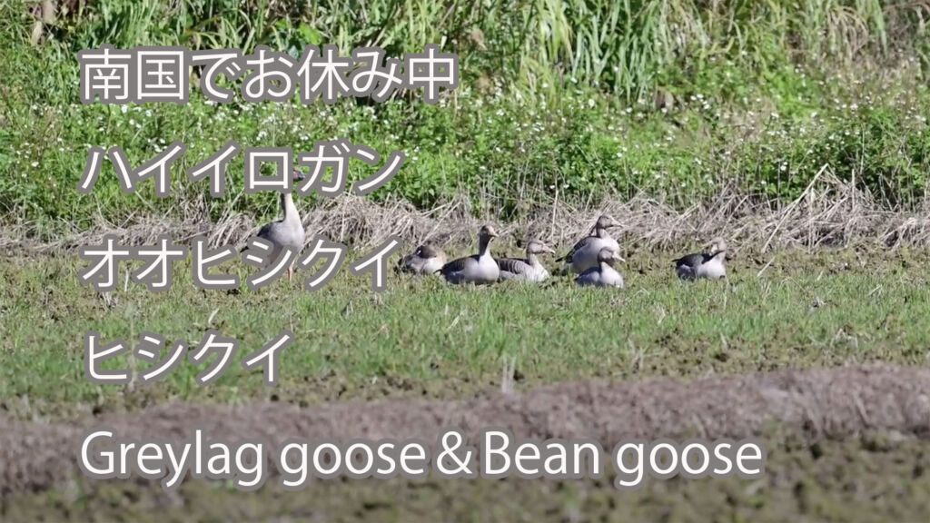 【南国でお休み中】ハイイロガン、オオヒシクイ、ヒシクイ　 Greylag goose＆Bean goose