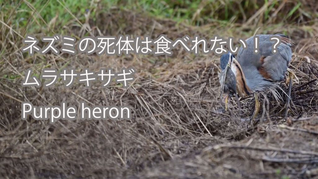 【ネズミの死体は食べれない！？】ムラサキサギ Purple heron