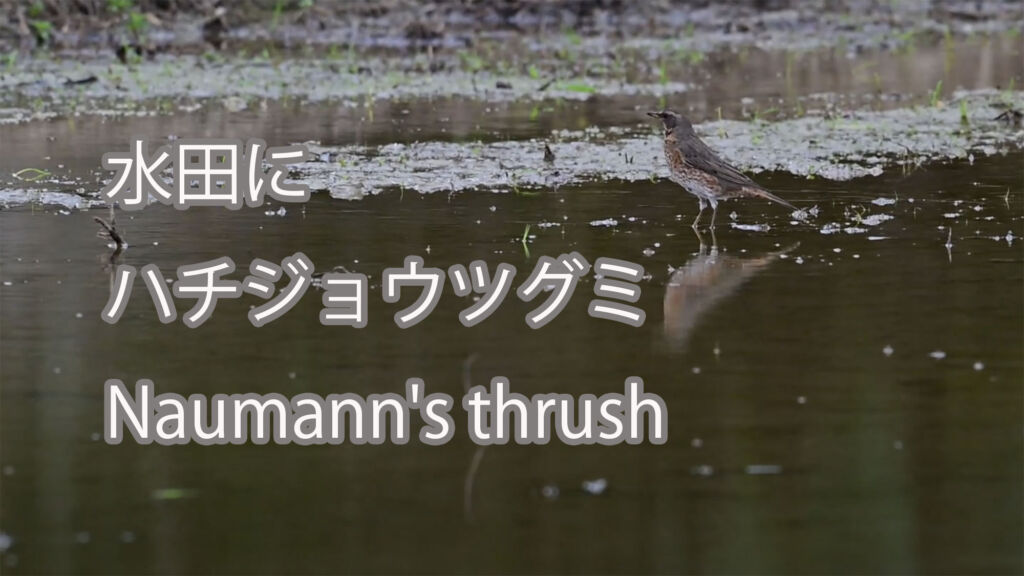 【水田に】ハチジョウツグミ Naumann's thrush