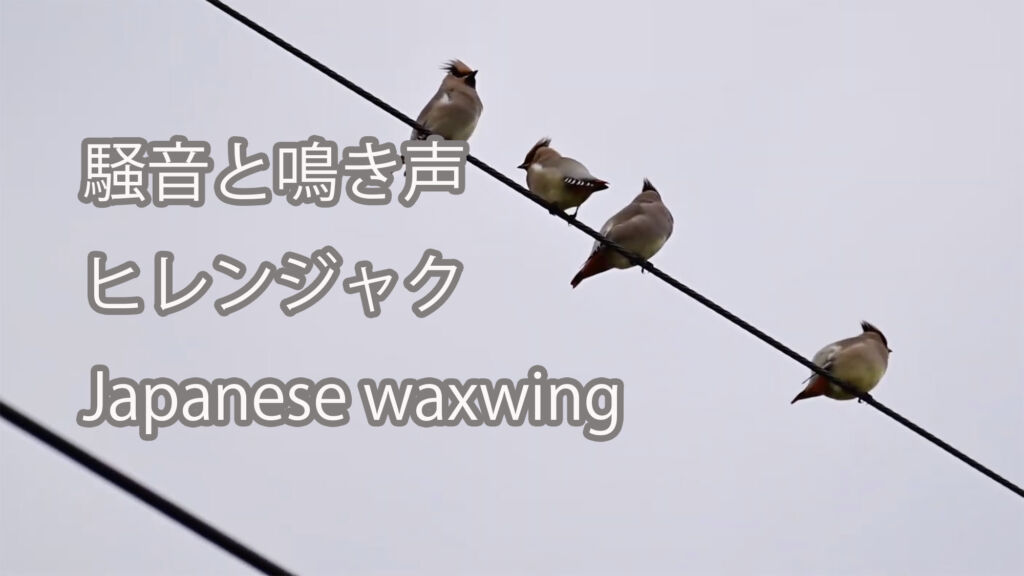 【騒音と鳴き声】ヒレンジャク Japanese waxwing