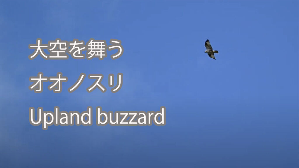 【大空を舞う】オオノスリ Upland buzzard