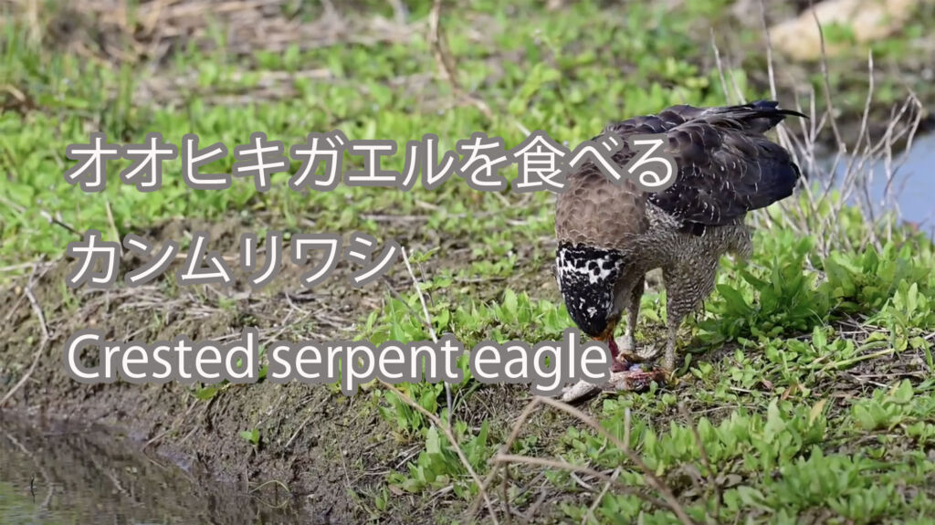 【オオヒキガエルを食べる】カンムリワシ Crested serpent eagle