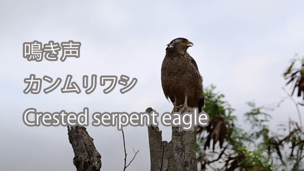 【鳴き声】カンムリワシ Crested serpent eagle