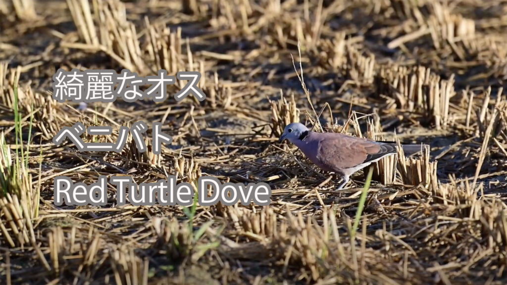 【綺麗なオス】ベニバト Red Turtle Dove