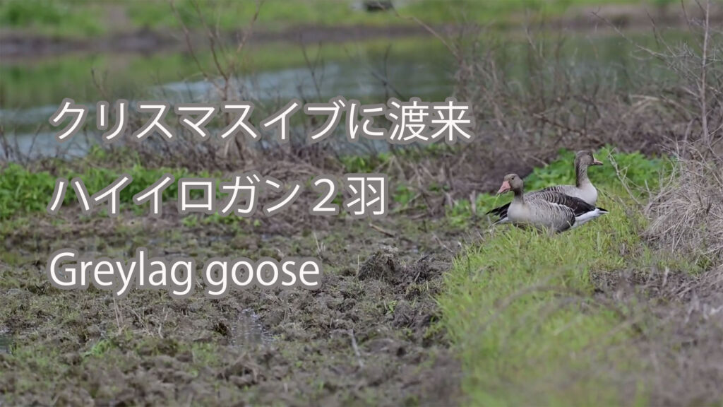 【クリスマスイブに渡来】ハイイロガン２羽 Greylag goose