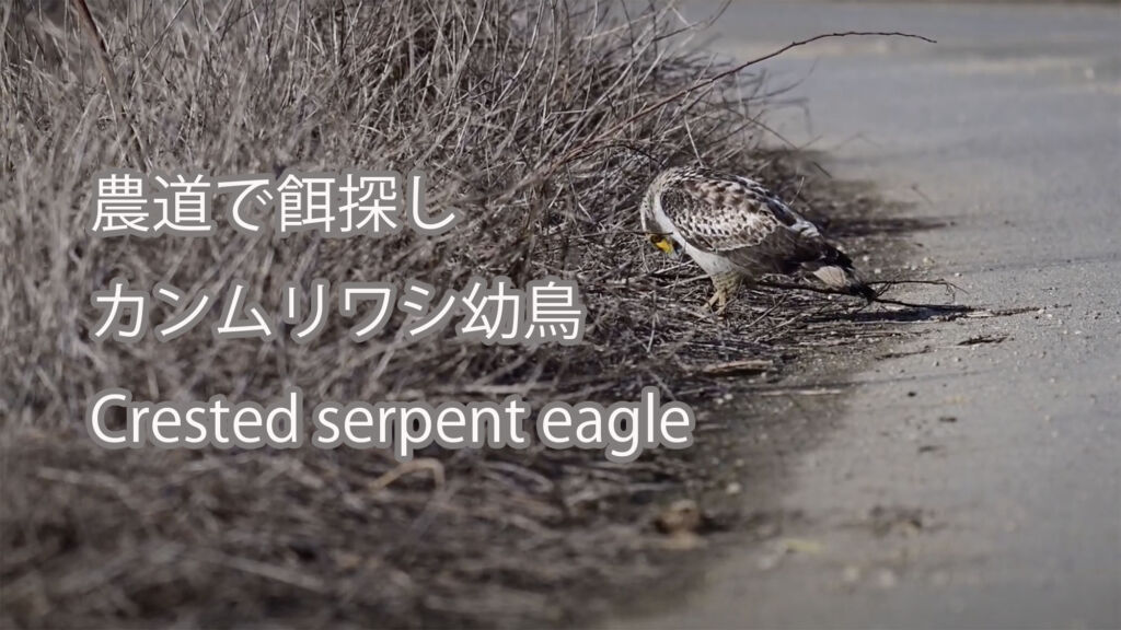 【農道で餌探し】カンムリワシ幼鳥 Crested serpent eagle