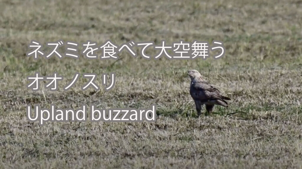 【ネズミを食べて大空舞う】オオノスリ Upland buzzard