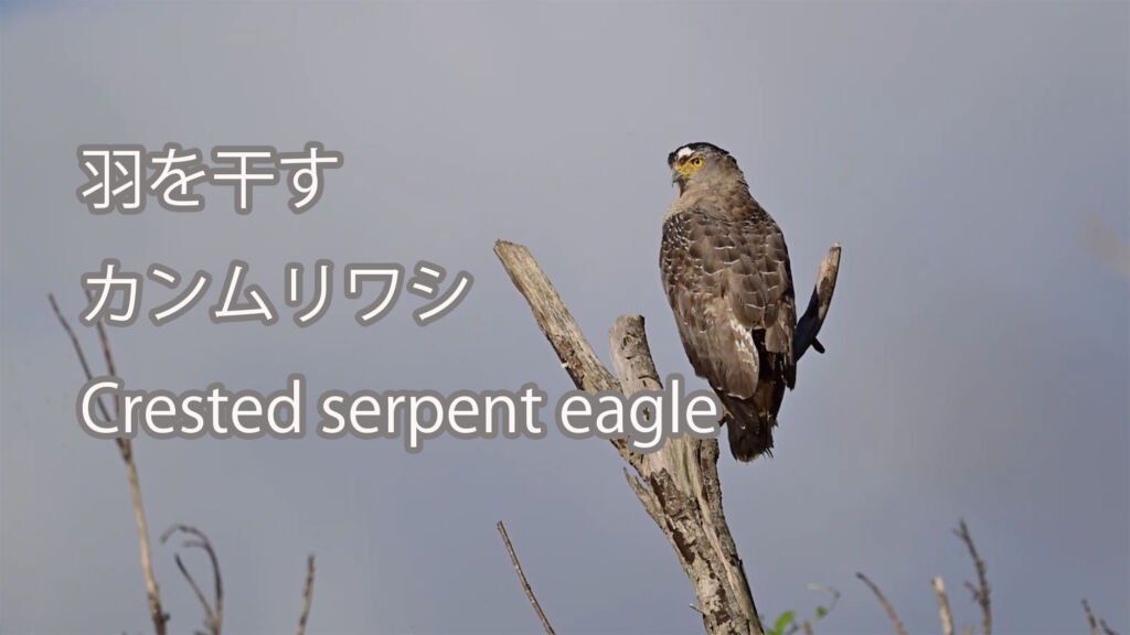 【羽を干す】カンムリワシ Crested serpent eagle