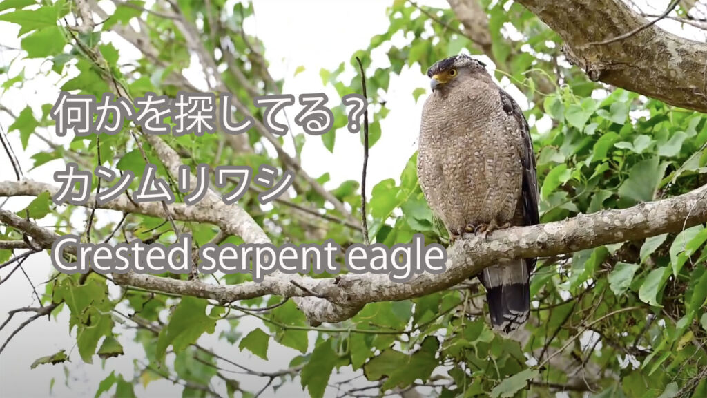【何かを探してる？】カンムリワシ Crested serpent eagle