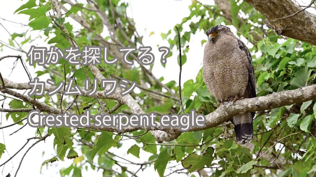 【獲物を探しているの？】カンムリワシ Crested serpent eagle