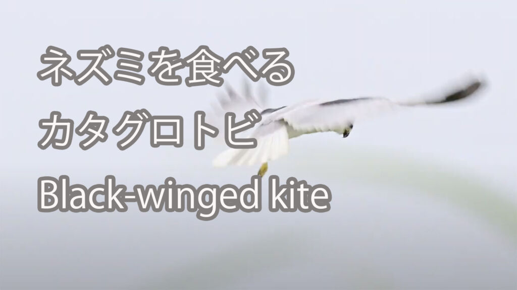 【ネズミを食べる】カタグロトビ Black-winged kite