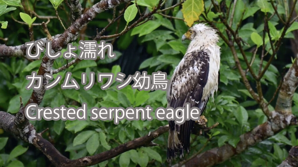【びしょ濡れ】カンムリワシ幼鳥 Crested serpent eagle