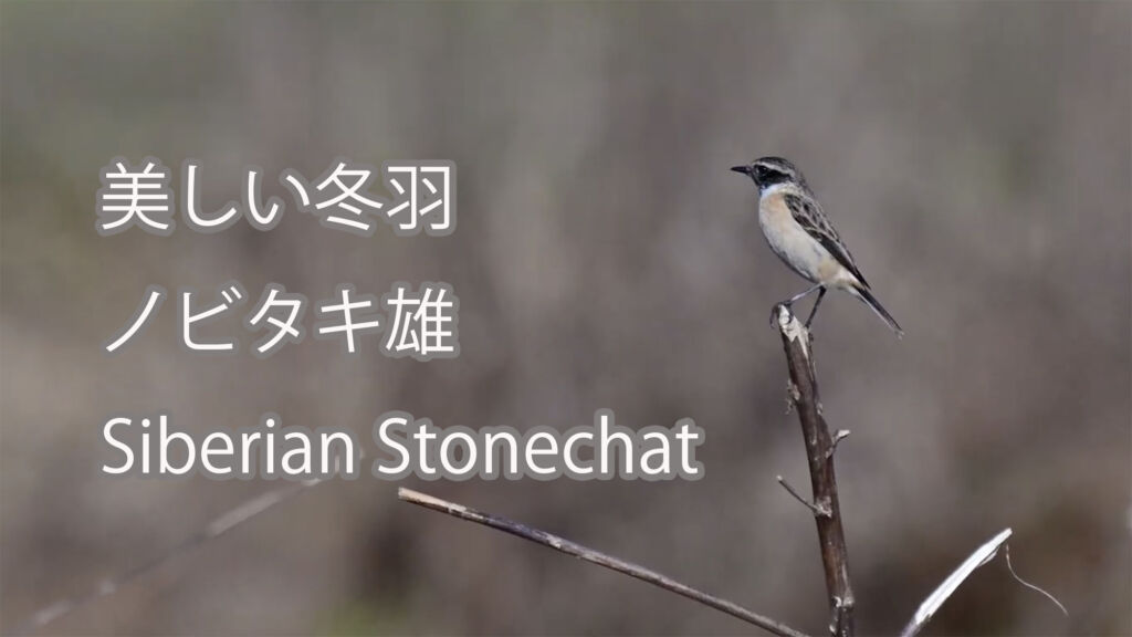 【美しい冬羽】ノビタキ雄 Siberian Stonechat