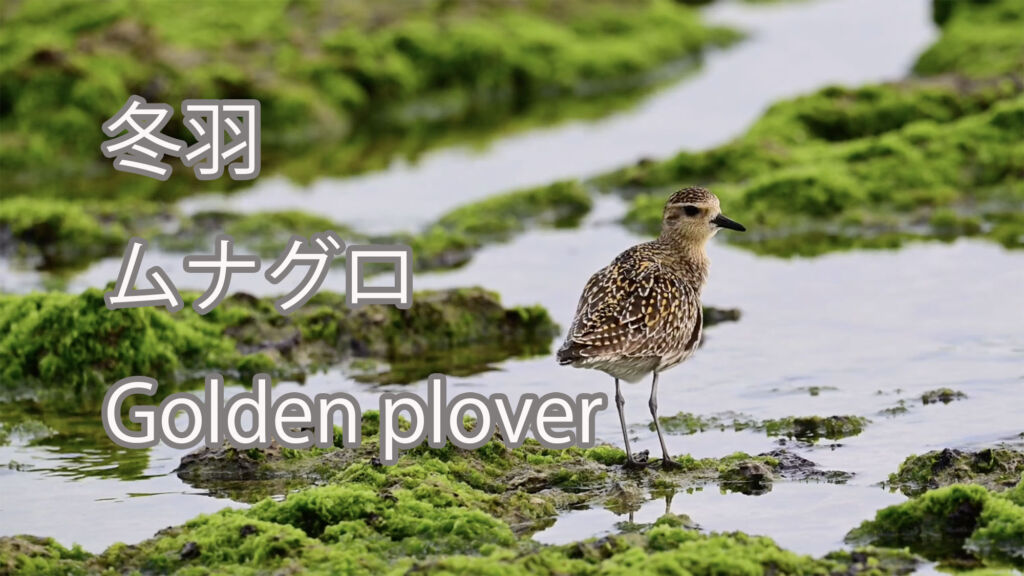 【冬羽】ムナグロ Golden plover