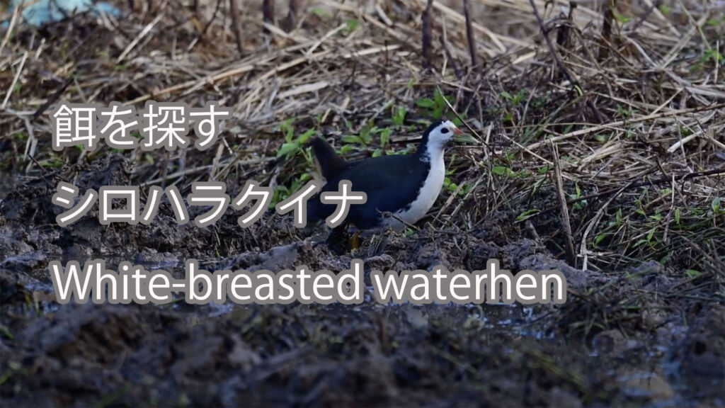 【餌を探す】シロハラクイナ White-breasted waterhen