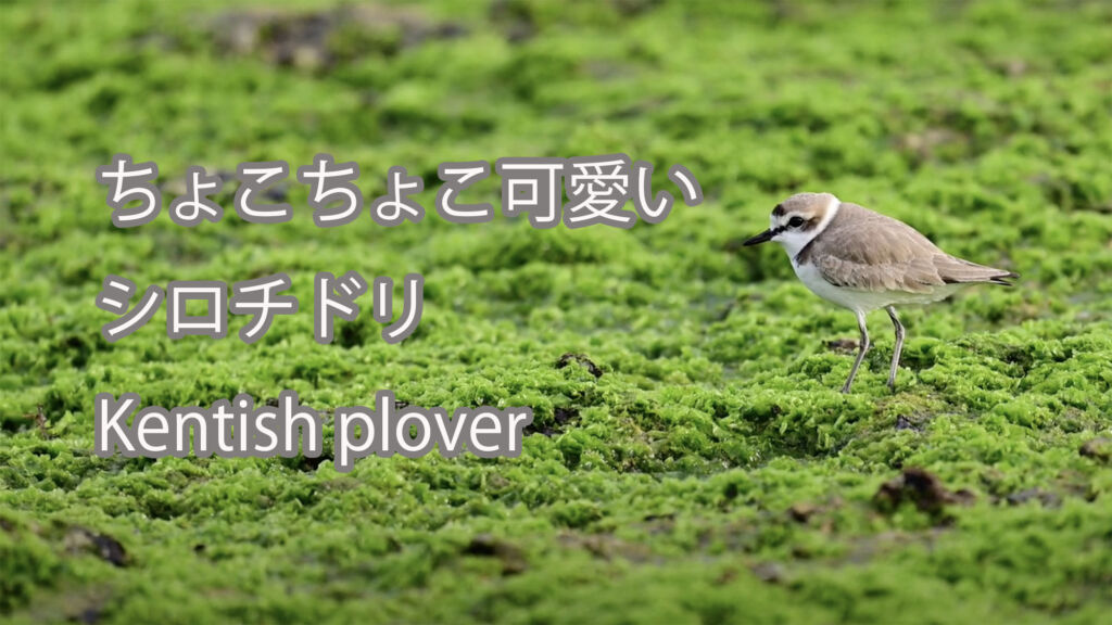 【ちょこちょこ可愛い】 シロチドリ Kentish plover