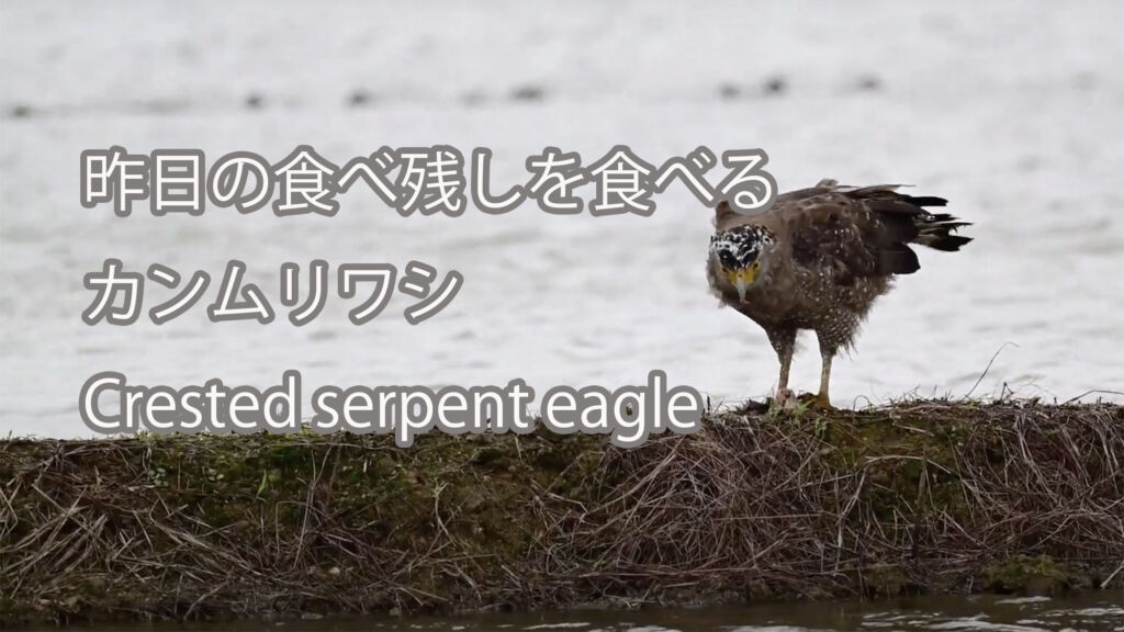 【昨日の食べ残しを食べる】カンムリワシ Crested serpent eagle