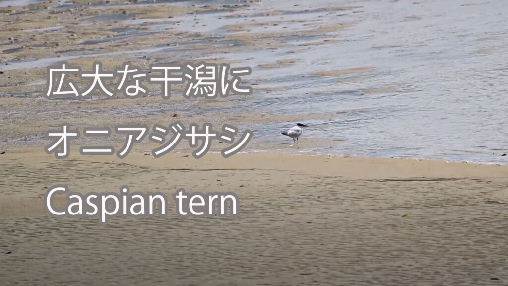 【広大な干潟に】オニアジサシ Caspian tern